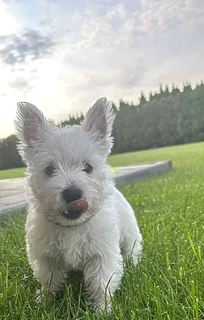 Ostatnia suczka! Gotowa na zmianę domu West Highland White Terrier, Kujawsko-pomorskie, Bydgoszcz