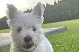 Ostatnia suczka! Gotowa na zmianę domu West Highland White Terrier
