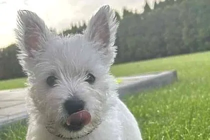 Ostatnia suczka! Gotowa na zmianę domu West Highland White Terrier, Kujawsko-pomorskie, Bydgoszcz