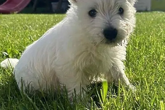 Ostatnia suczka! Gotowa na zmianę domu West Highland White Terrier, Kujawsko-pomorskie, Bydgoszcz