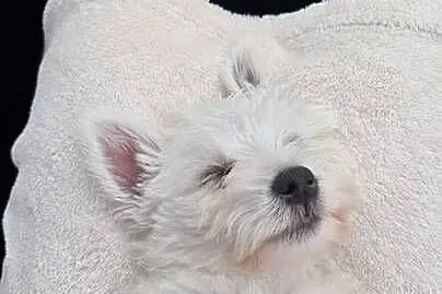 Ostatnia suczka! Gotowa na zmianę domu West Highland White Terrier, Kujawsko-pomorskie, Bydgoszcz