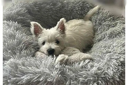 Ostatnia suczka! Gotowa na zmianę domu West Highland White Terrier, Kujawsko-pomorskie, Bydgoszcz