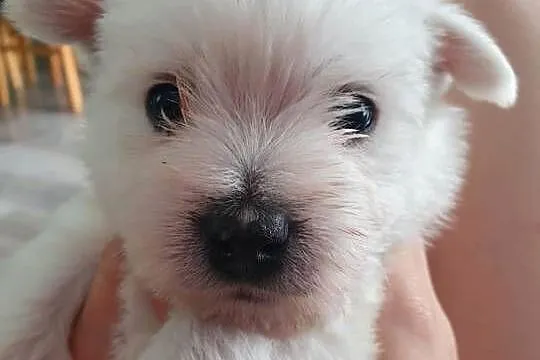 Ostatnia suczka! Gotowa na zmianę domu West Highland White Terrier, Kujawsko-pomorskie, Bydgoszcz