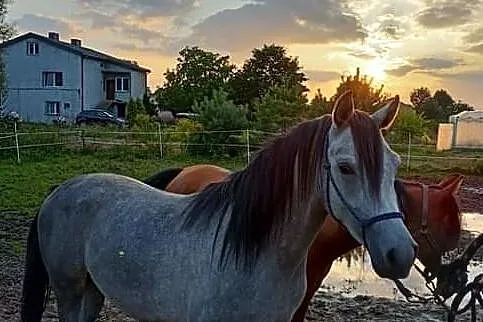 Sprzedam ogiera arabskiego, Skierniewice