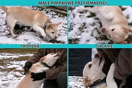 PIMPUŚ - mały, śliczny psiaczek szuka kochającego 