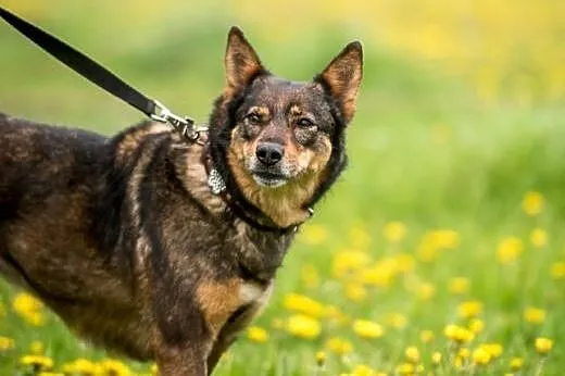 Megi - oddana i kochana sunia, czeka na idealnego 