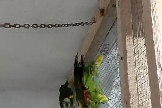 Amazonki niebieskoczelne, Świętokrzyskie, Busko-Zdrój