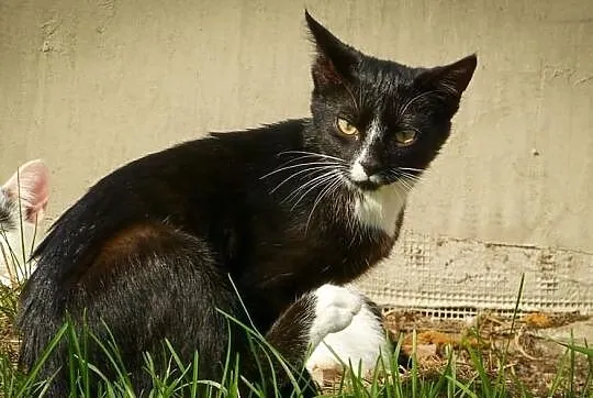 Denis - kocurrrrrrek do adopcji! Maleństwo, a już szuka domu!