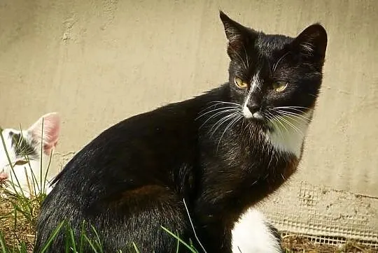Denis - kocurrrrrrek do adopcji! Maleństwo, a już 