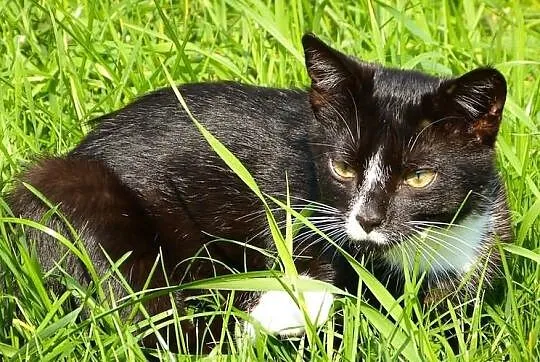 Denis - kocurrrrrrek do adopcji! Maleństwo, a już 