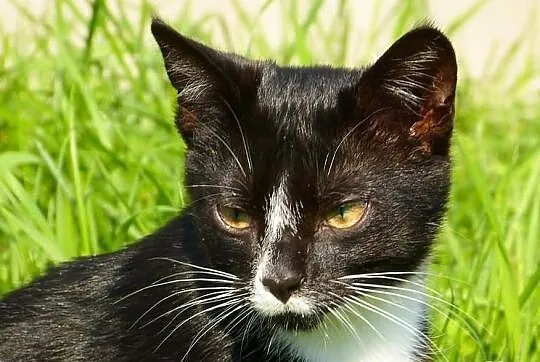 Denis - kocurrrrrrek do adopcji! Maleństwo, a już 