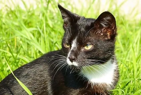 Denis - kocurrrrrrek do adopcji! Maleństwo, a już 