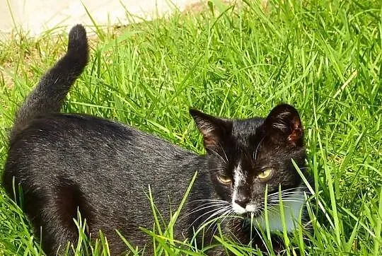 Denis - kocurrrrrrek do adopcji! Maleństwo, a już 