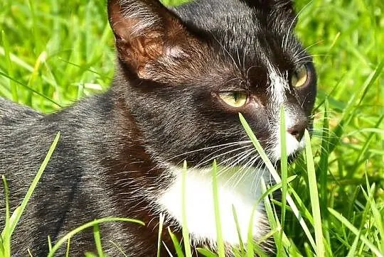 Denis - kocurrrrrrek do adopcji! Maleństwo, a już 