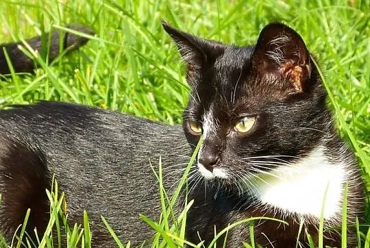 Denis - kocurrrrrrek do adopcji! Maleństwo, a już 