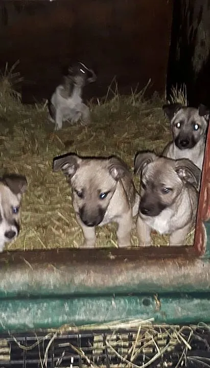 5 szczeniaków szuka domów, podlaskie Białystok