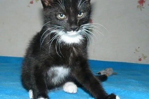Aslan i Koala do adopcji!!!,  łódzkie Łódź