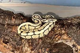 Pyton królewski python regius