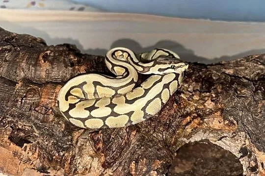 Pyton królewski python regius