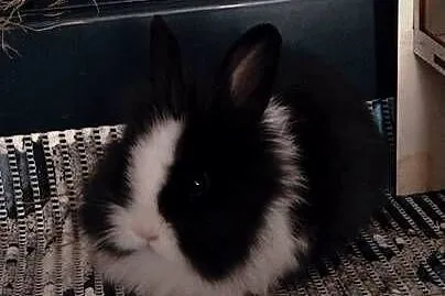 Króliczek samczyk karzełek Teddy, Kujawsko-pomorskie, Grudziądz