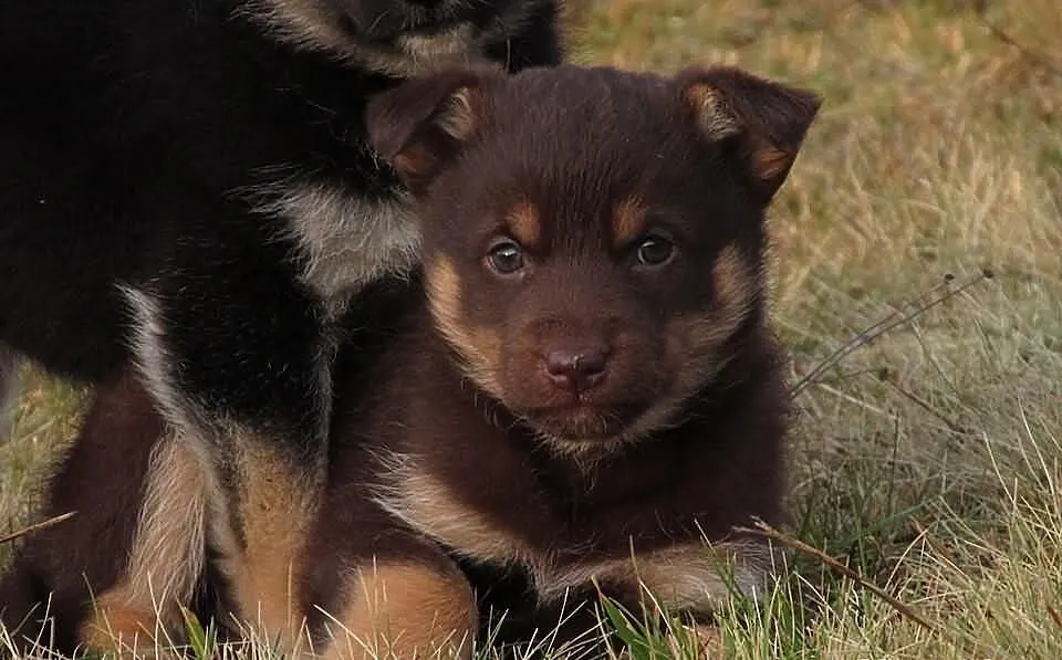 SZCZENIAKI 6 tygodniowe piesek i suczka do adopcji