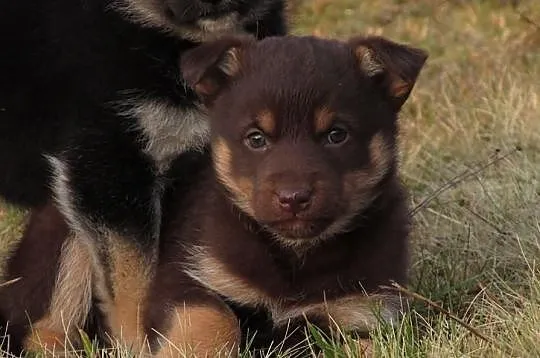 SZCZENIAKI 6 tygodniowe piesek i suczka do adopcji
