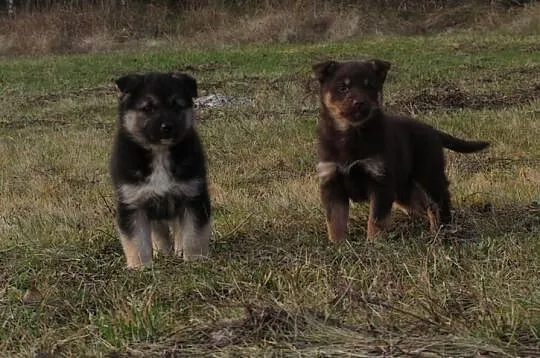 SZCZENIAKI 6 tygodniowe piesek i suczka do adopcji