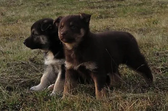 SZCZENIAKI 6 tygodniowe piesek i suczka do adopcji