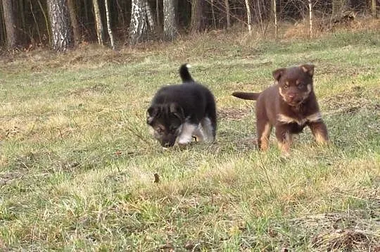 SZCZENIAKI 6 tygodniowe piesek i suczka do adopcji