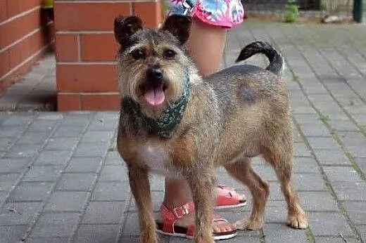 Sali, mix mini sznaucerek, border terier, cudowna 