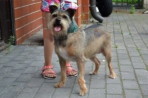 Sali, mix mini sznaucerek, border terier, cudowna 