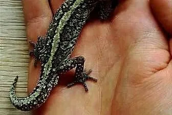Gekon madagaskarski paroedura picta, Małopolskie, Kraków