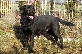Kosmo czarny labrador do adopcji