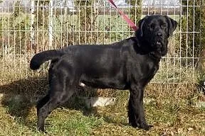 Kosmo czarny labrador do adopcji