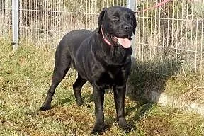 Kosmo czarny labrador do adopcji