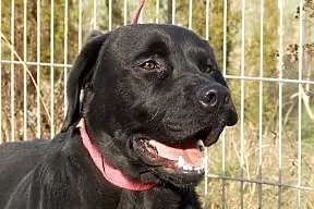 Kosmo czarny labrador do adopcji