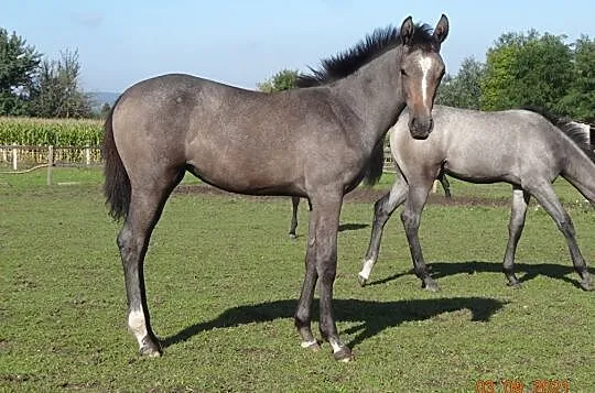 Klacz po CRACK (Cornet Obolensky), , 