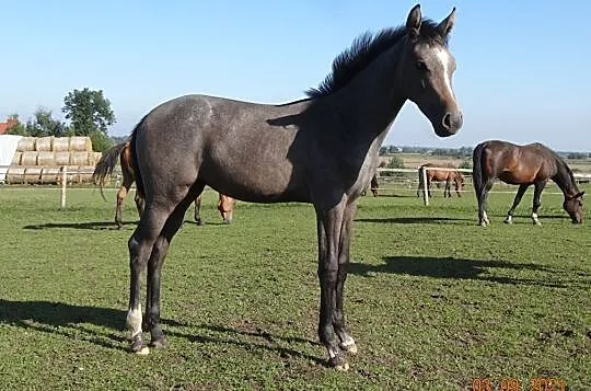 Klacz po CRACK (Cornet Obolensky), , 