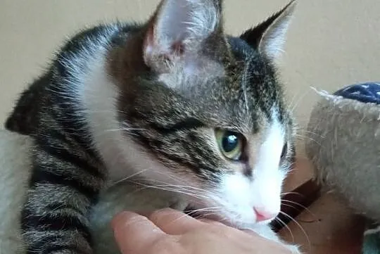 Bruno - 8 miesięczny, ciekawski chłopak szuka domu, Łódzkie, Łódź