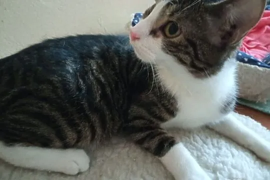 Bruno - 8 miesięczny, ciekawski chłopak szuka domu, Łódzkie, Łódź