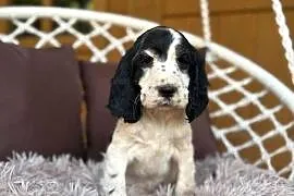 Piękny piesek Cocker Spaniel Angielski z rodowodem wielopokoleniowym