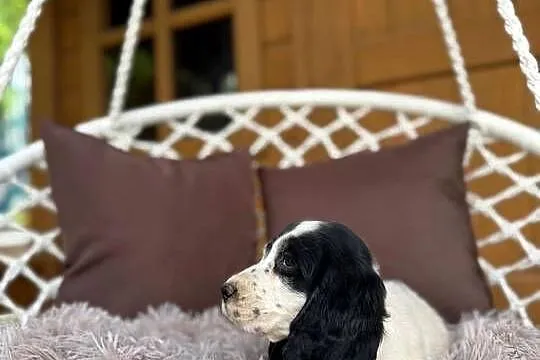 Piękny piesek Cocker Spaniel Angielski z rodowodem wielopokoleniowym, Mazowieckie, Warszawa
