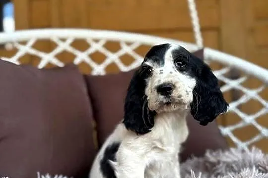 Piękny piesek Cocker Spaniel Angielski z rodowodem wielopokoleniowym, Mazowieckie, Warszawa