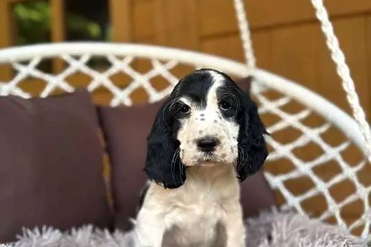 Piękny piesek Cocker Spaniel Angielski z rodowodem wielopokoleniowym, Mazowieckie, Warszawa