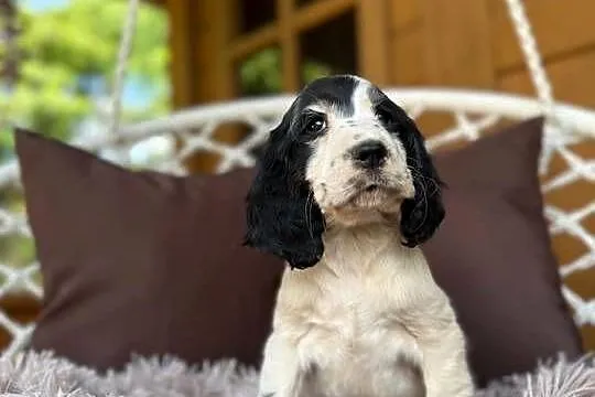 Piękny piesek Cocker Spaniel Angielski z rodowodem wielopokoleniowym, Mazowieckie, Warszawa