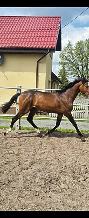 Duży 2-letni ogier, ,