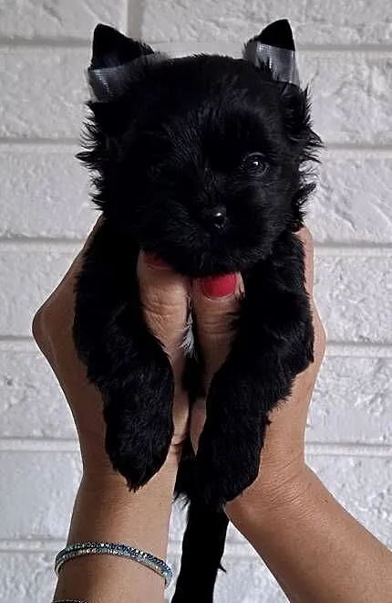 Piesek Black Yorkshire Terrier, Łódzkie, Kutno