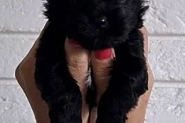 Piesek Black Yorkshire Terrier
