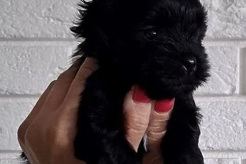 Piesek Black Yorkshire Terrier, Łódzkie, Kutno