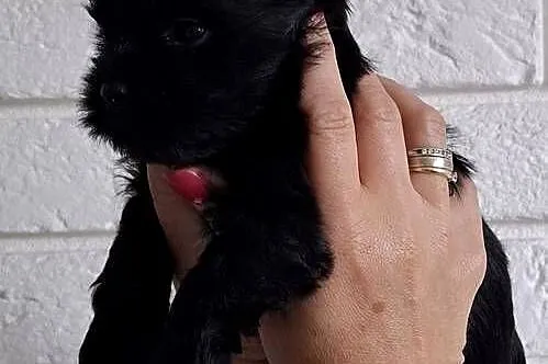 Piesek Black Yorkshire Terrier, Łódzkie, Kutno